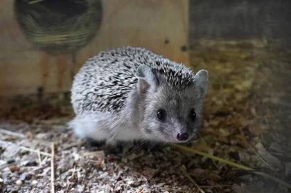 Из-за теплой осени в Ростовском зоопарке медведи и ежи залегли в спячку на 1-2 недели позже обычного Из-за теплой осени в Ростовском зоопарке медведи и ежи залегли в спячку на 1-2 недели позже обычного