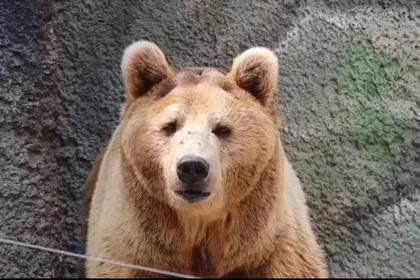 Из-за теплой осени в Ростовском зоопарке медведи и ежи залегли в спячку на 1-2 недели позже обычного