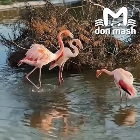 Эпичную битву козлов мы видели, на очереди элегантный махач в исполнении фламинго из парка птиц "Малинки"