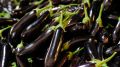 Пикантное блюдо из баклажанов готовится за 10 минут: вкуснее банальных рулетиков