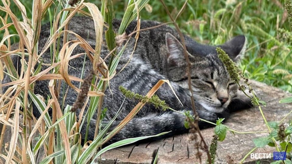 ����������� �� ������������ ��������� ����� �������� �������� �������� � ���������� ������� � 1 �� 28 �������