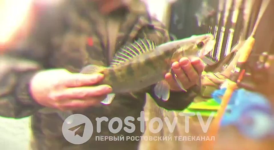 ������ ���� - ����� ���������� �������� �����������