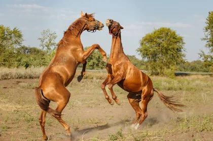 Супруги Надежда Скрипкина и Дмитрий Савицкий из Ростовской области собственными силами пытаются спасти от исчезновения донскую породу лошадей, которая сегодня находится в более критическом состоянии, чем амурские тигры Супруги Надежда Скрипкина и Дмитрий Савицкий из Ростовской области собственными силами пытаются спасти от исчезновения донскую породу лошадей, которая сегодня находится в более критическом состоянии, чем амурские тигры