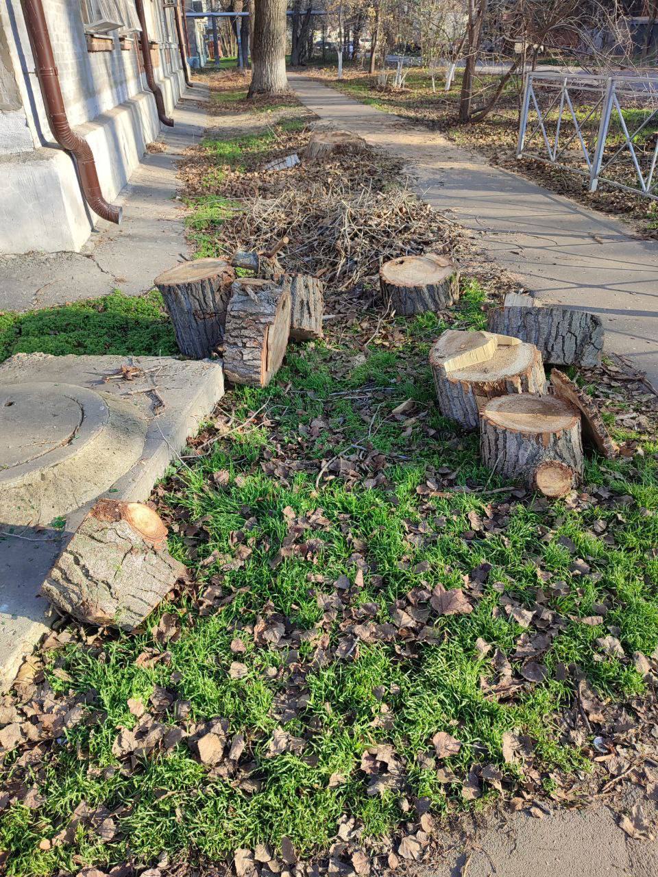 Контроль за обрезкой и сносом деревьев в Батайске