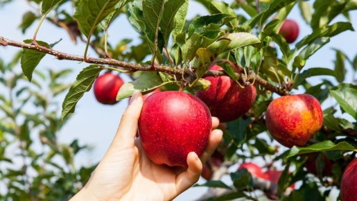 Как правильно выбрать сидераты для приствольных кругов и увеличить урожайность