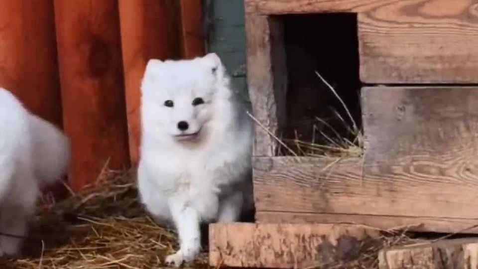 Эта хмурая суббота не смогла испортить настроение северным красавцам — песцам! Пока мы кутаемся в пледы, они вовсю наслаждаются погодой и устраивают настоящие гонки по своему вольеру