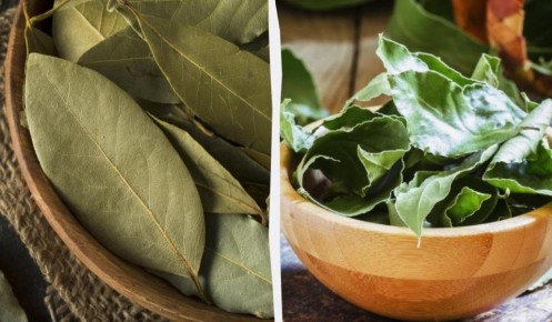 Почему лавровый лист недооценен: секреты ароматной специи от экспертов