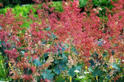 Маклея: тропинка к уникальному стилю вашего сада