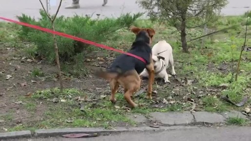 Самое милое видео дня: губернатор впервые вывел свою Каштанку "в люди"