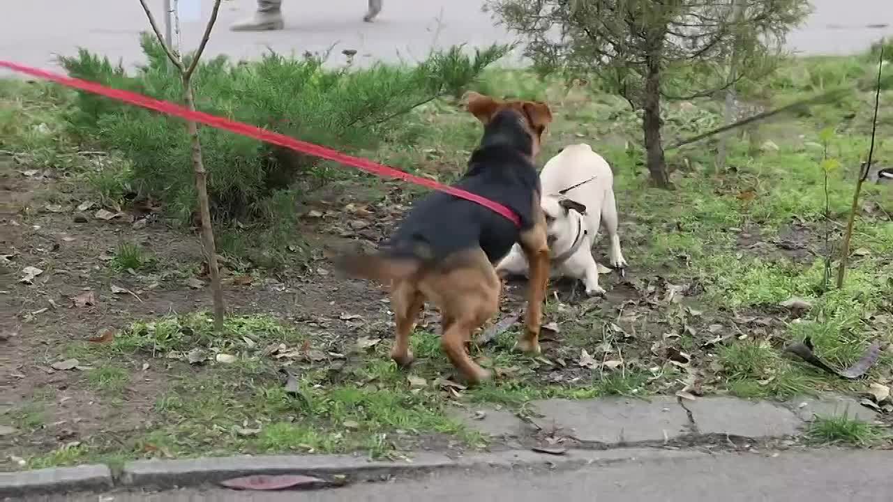 Самое милое видео дня: губернатор впервые вывел свою Каштанку "в люди"