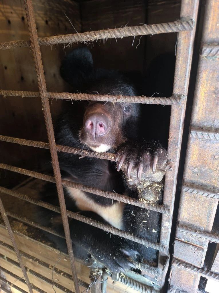 У нас планируется пополнение! В ростовский зоопарк едет гималайская медведица, которую осенью поймали в школе в Приморье