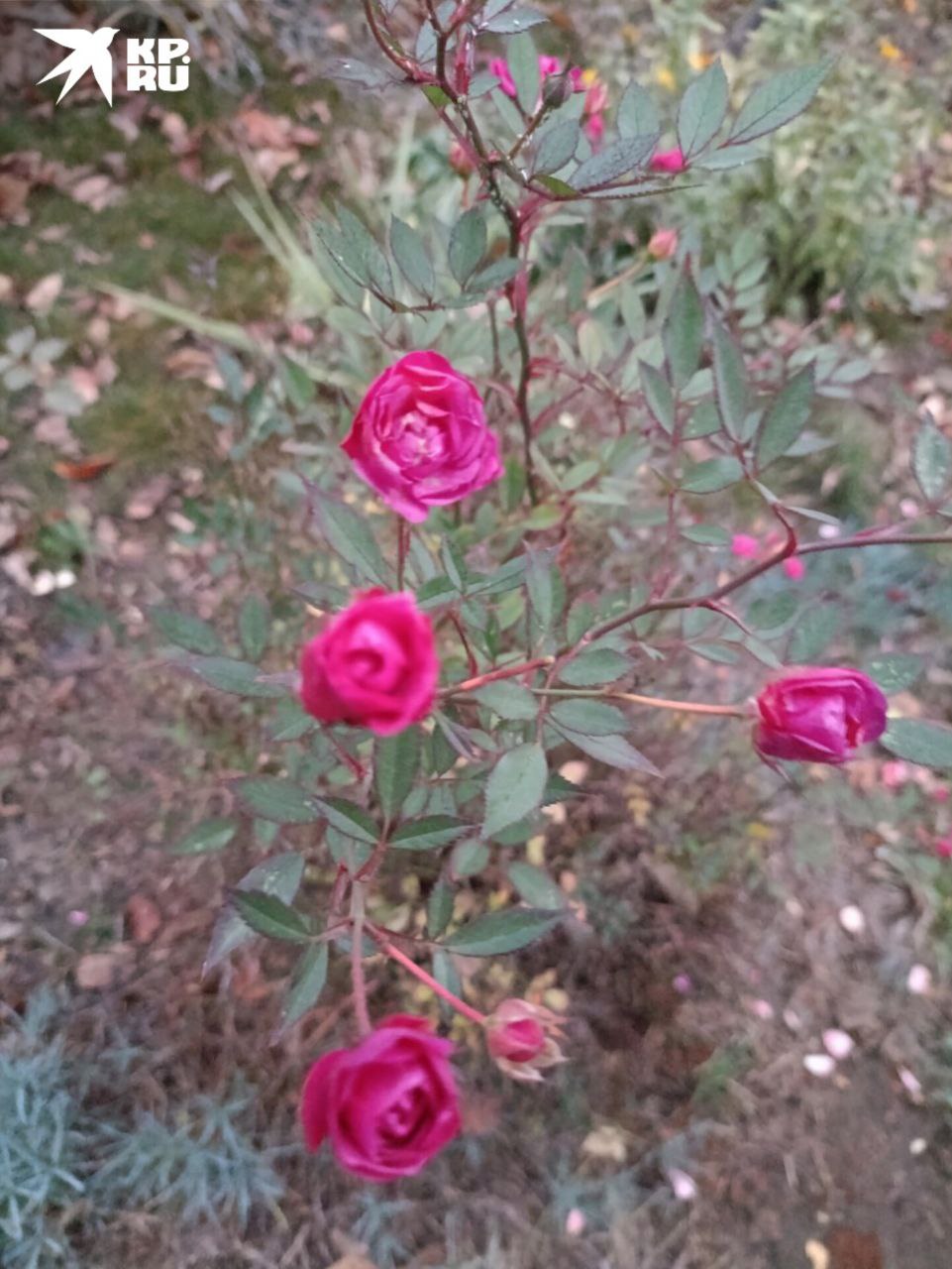 Близится к концу первая неделя зимы Близится к концу первая неделя зимы