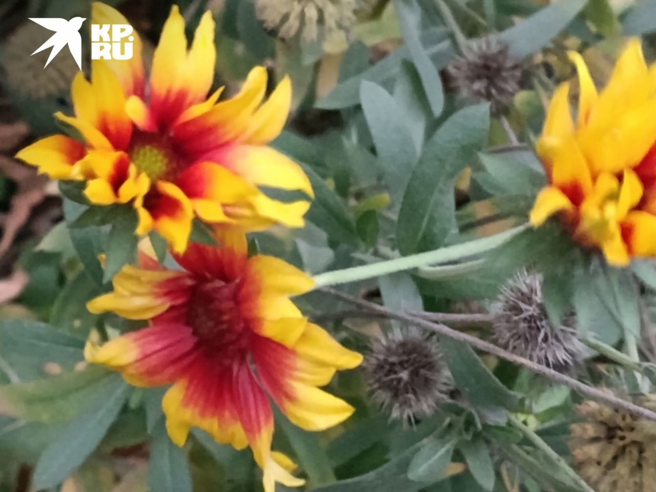 Близится к концу первая неделя зимы Близится к концу первая неделя зимы