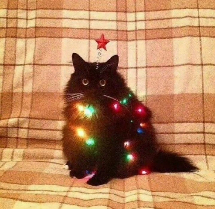 Если бы у вас было неограниченное количество времени и денег, как бы вы отпраздновали Новый год?