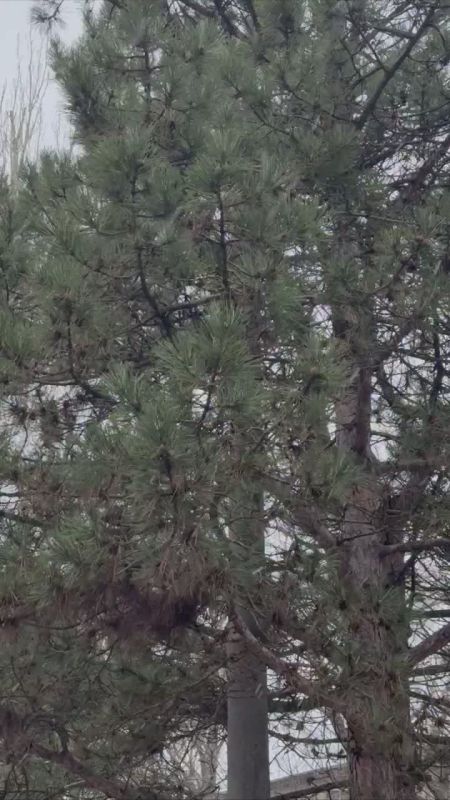 Первый снег начался в Ростове