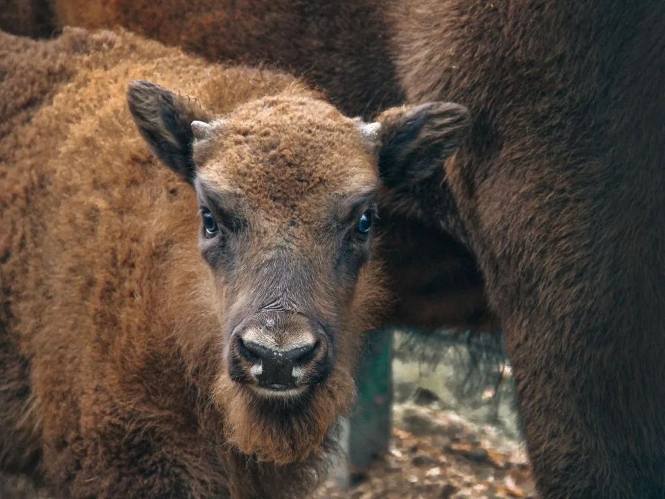 Любой желающий может выбрать имя для малышки-зубренка из Ростовского-на-Дону зоопарка