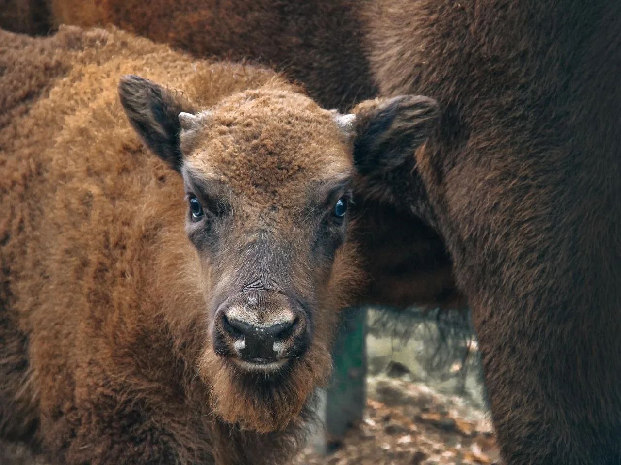 Любой желающий может выбрать имя для малышки-зубренка из Ростовского-на-Дону зоопарка