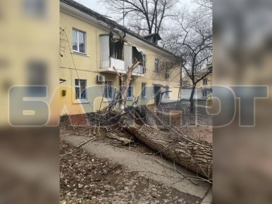 Огромное дерево рухнуло на многоквартирный дом в Ростове