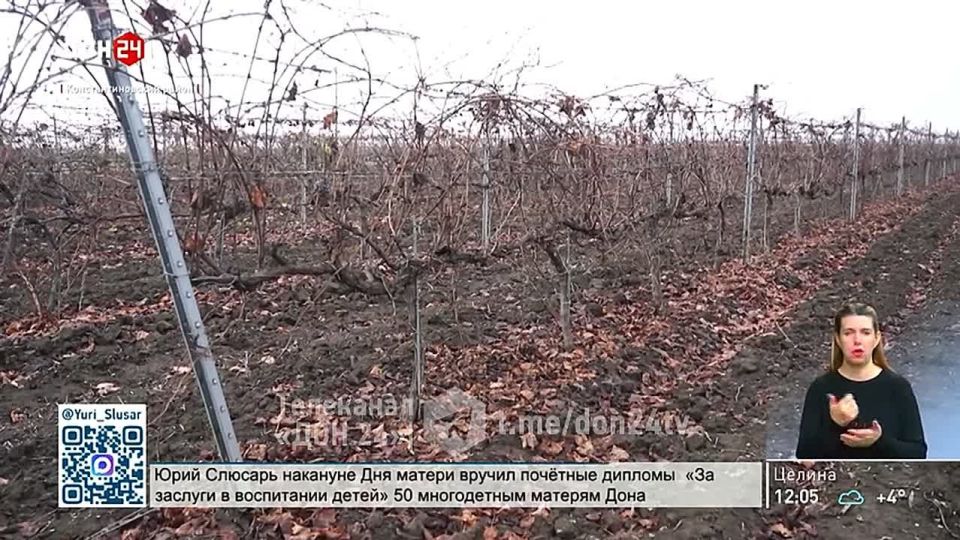 На Дону растет производство винодельческой продукции