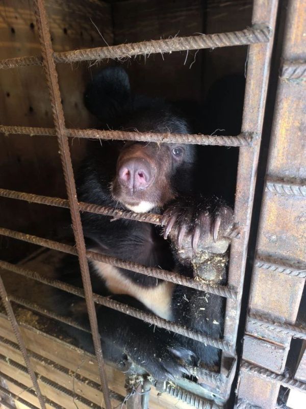 В Ростовскую область привезут медведицу из Приморья, которая пришла в школу