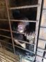 В Ростовскую область привезут медведицу из Приморья, которая пришла в школу