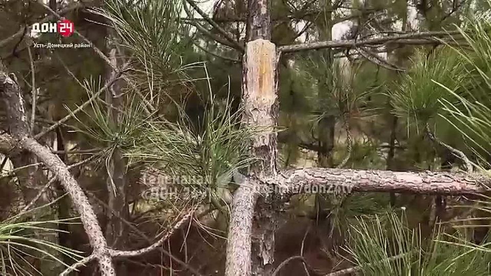 Похитителей хвойных красавиц ловят на Дону