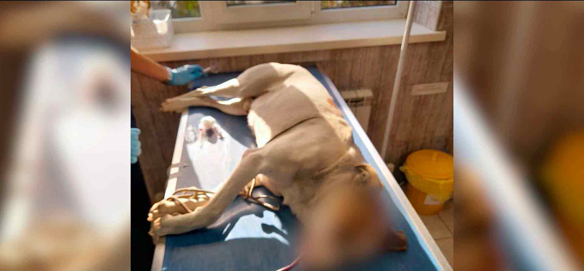 В Суворовском микрорайоне жители бьют тревогу: в их дворах появился предполагаемый догхантер, который, по словам людей, расстреливает бездомных собак прямо из окна многоэтажки