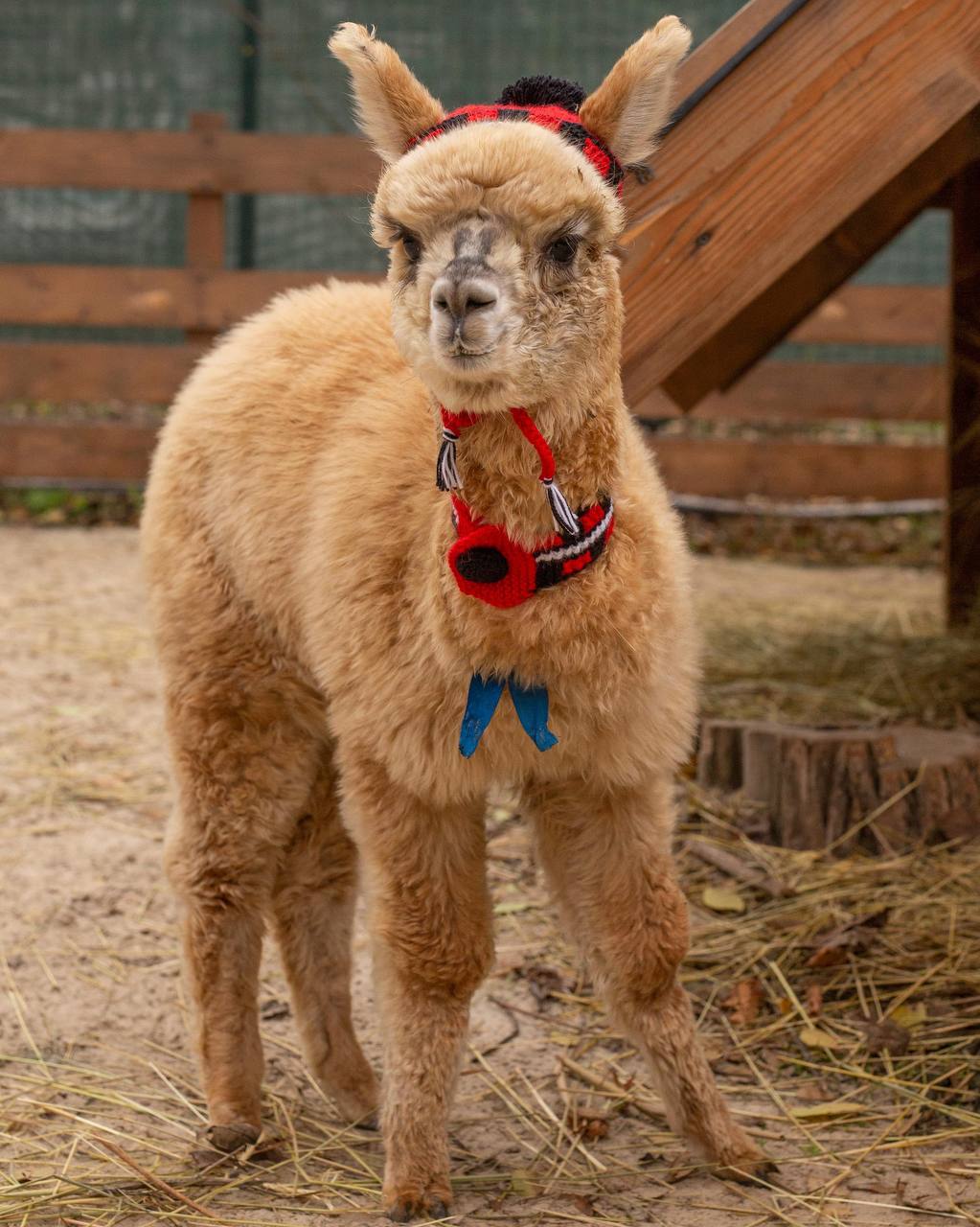 Альпаки на стиле. Представьте картину: вы спокойно гуляете по зоопарку, никого не трогаете, вдруг видите… плюшевых альпак в вязаных шапочках и шарфиках! Уверены, такая милая картина никого не оставит равнодушным! Как вам... Альпаки на стиле. Представьте картину: вы спокойно гуляете по зоопарку, никого не трогаете, вдруг видите… плюшевых альпак в вязаных шапочках и шарфиках! Уверены, такая милая картина никого не оставит равнодушным! Как вам...