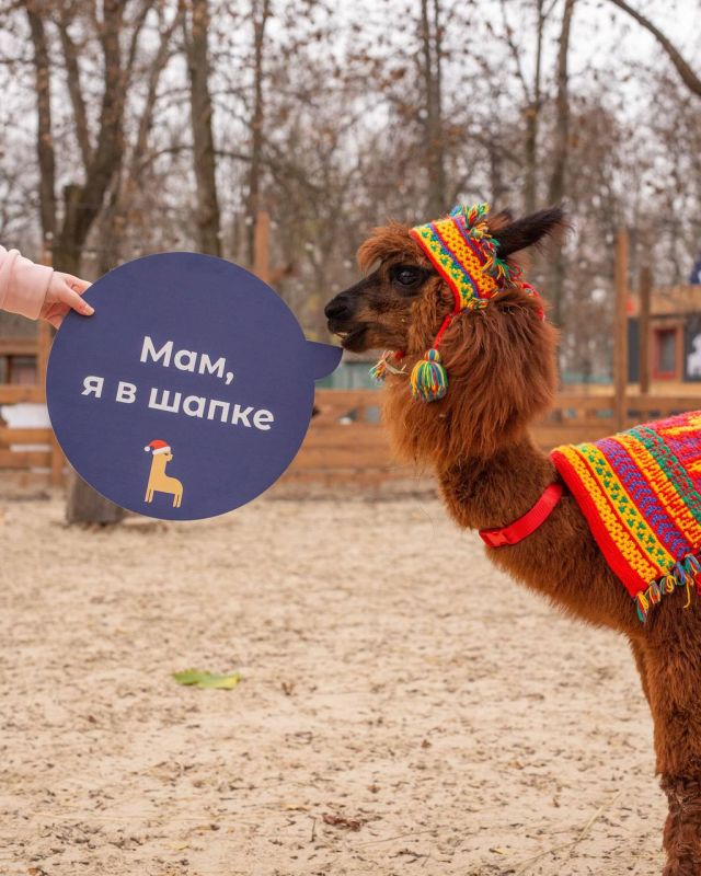 Альпаки на стиле. Представьте картину: вы спокойно гуляете по зоопарку, никого не трогаете, вдруг видите… плюшевых альпак в вязаных шапочках и шарфиках! Уверены, такая милая картина никого не оставит равнодушным! Как вам...