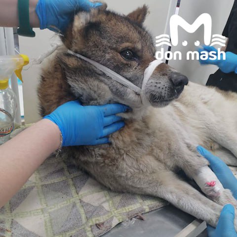 Волонтёры спасли на трассе М-4 собаку, которая пережила стрельбу и несколько ДТП Волонтёры спасли на трассе М-4 собаку, которая пережила стрельбу и несколько ДТП