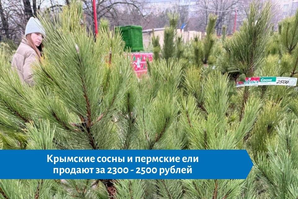 Ёлочные базары в Ростове: ассортимент, цены и советы Ёлочные базары в Ростове: ассортимент, цены и советы