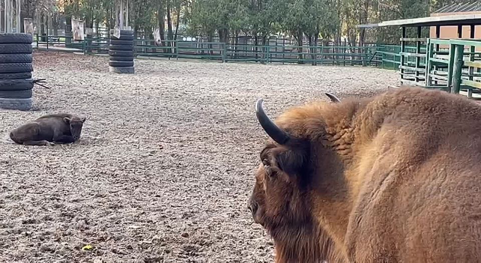 � �������� ������ ���� ��� - �����!