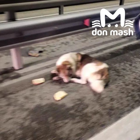 Волонтёры спасли на трассе М-4 собаку, которая пережила стрельбу и несколько ДТП Волонтёры спасли на трассе М-4 собаку, которая пережила стрельбу и несколько ДТП