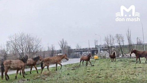 Табун лошадей уже неделю пасётся на Луговой в Ростове
