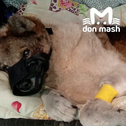 Волонтёры спасли на трассе М-4 собаку, которая пережила стрельбу и несколько ДТП Волонтёры спасли на трассе М-4 собаку, которая пережила стрельбу и несколько ДТП