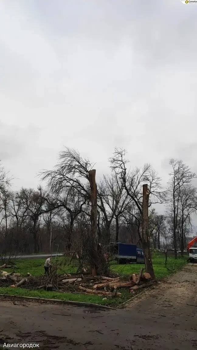 Безопасность в парке Победы: начаты работы по аварийным деревьям Безопасность в парке Победы: начаты работы по аварийным деревьям