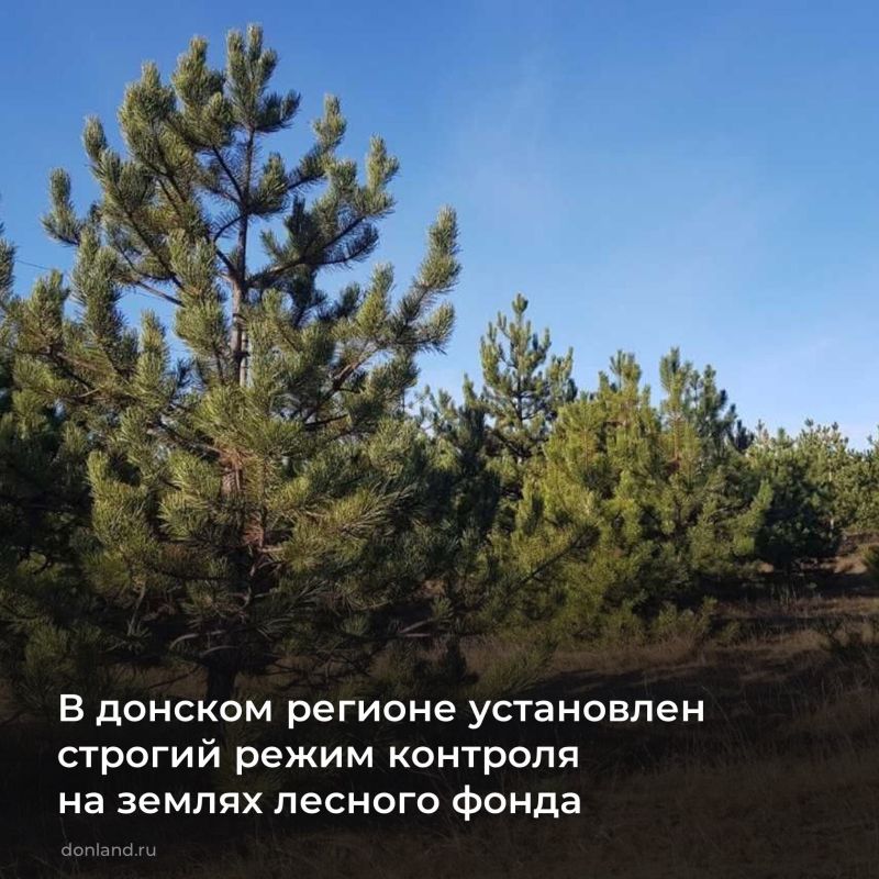 Перед новогодними праздниками усилен контроль на землях лесного фонда