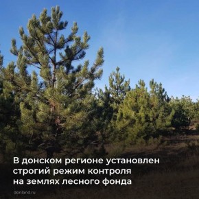 Перед новогодними праздниками усилен контроль на землях лесного фонда