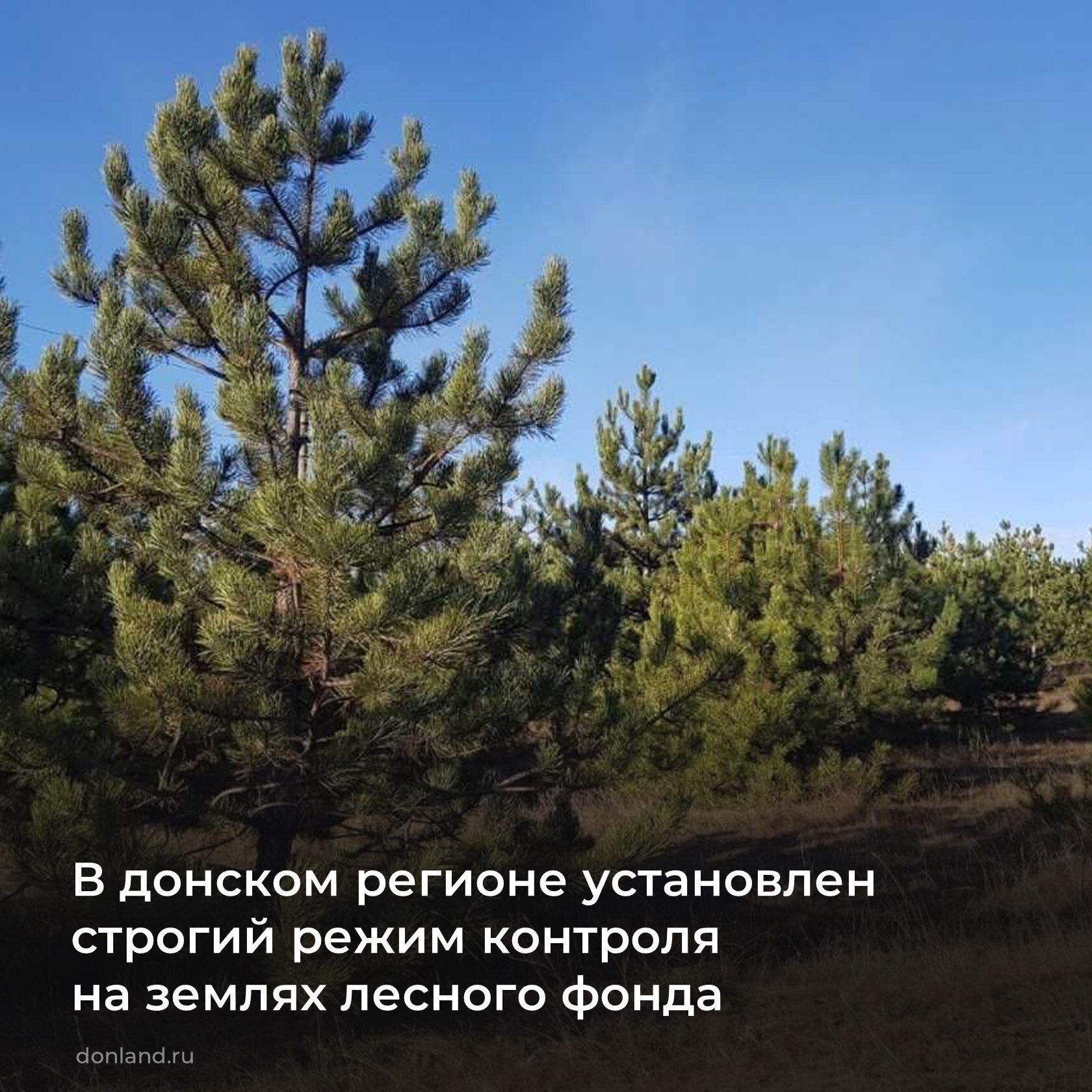 Перед новогодними праздниками усилен контроль на землях лесного фонда