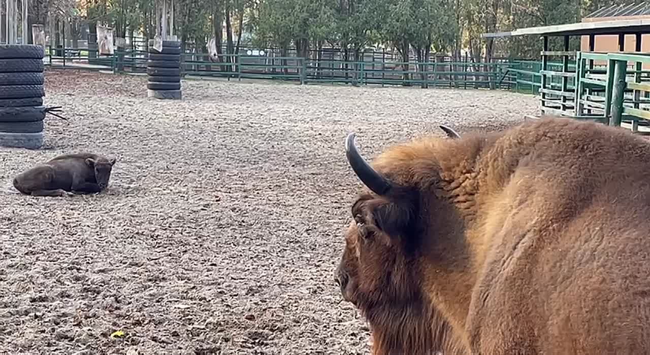 В Ростовском зоопарке подвели итоги голосования за имя для зубрёнка