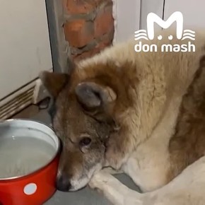 Волонтёры спасли на трассе М-4 собаку, которая пережила стрельбу и несколько ДТП