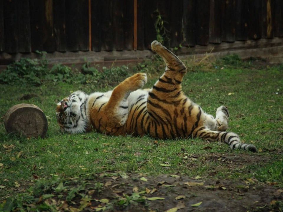 ���, �������!. ���� ������� ����� �� ����������� �������� ������ ������� �� ���������� � �� ����� ����� ������� �� ��� ��������? �������� � ������������! ���������� ������� ����� ������ �� ������ �������! ��������� �� ���...