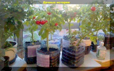 Как вырастить огурцы и помидоры на подоконнике