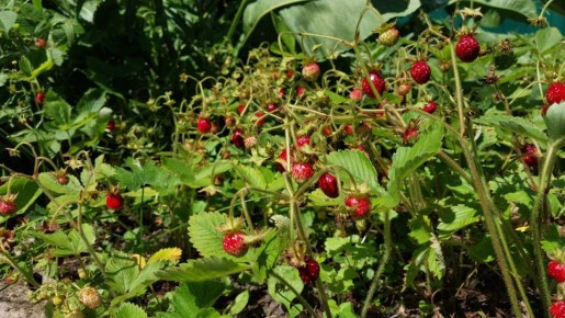 Секреты успешного выращивания земляники: как получить максимум от небольшого сада