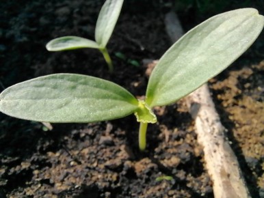 Как получить крепкую рассаду огурцов: советы для садоводов