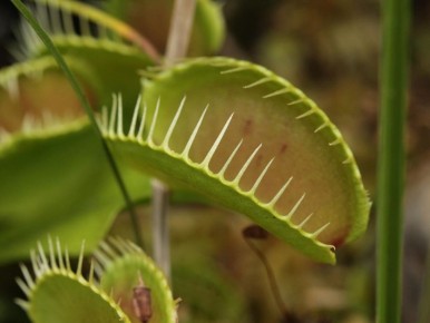 Как природа защищает ваш сад: плотоядные растения на страже урожая