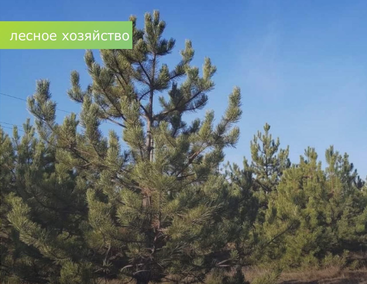 Контроль на землях лесного фонда введен в РО накануне Нового года