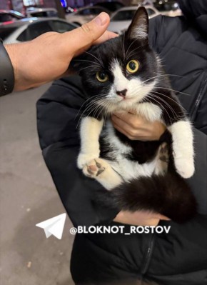 Ростовчане сообщают о красивом черно-белом коте возле «Пятерочки» на улице Селиванова