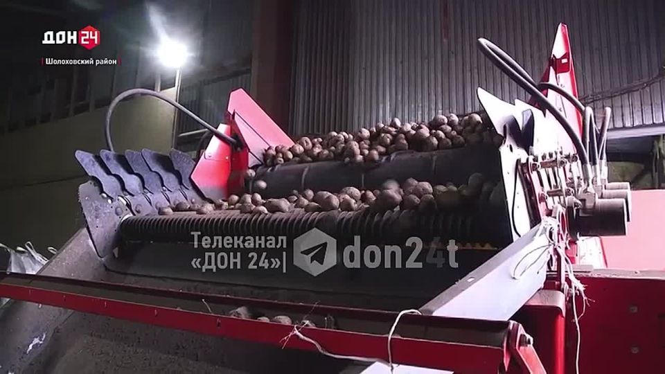 Овальный, с золотистой кожурой: из какого картофеля делают чипсы?