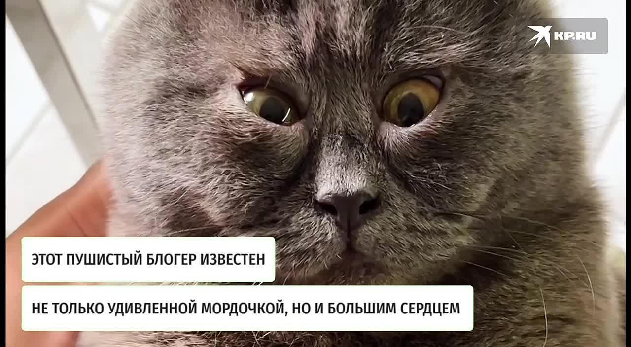 Потерял лучшего друга и обрел «сына»: Ростовский кот-блогер Федя подвел итоги года